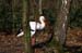 Storch