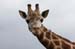 Giraffe 2