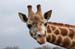 Giraffe 3