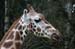 Giraffe 5