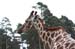 Giraffe 8