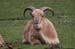 Bock