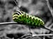 Der Wurm